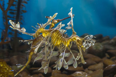 Close-up of coral swimming in sea