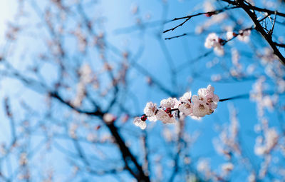 Low angle view of cherry blossom on tree