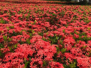 Red flowers blooming on field