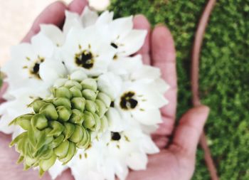 Close-up of hand holding flowering plant