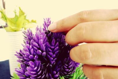 Close-up of hand holding purple flowering plant