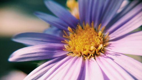 Close-up of purple flower