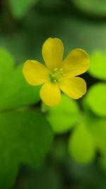 Close-up of yellow flower