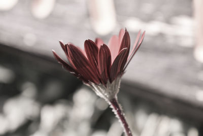 Close-up of red flower blooming outdoors