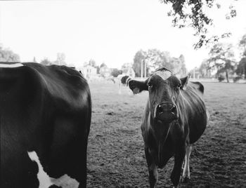 Portrait of cow standing on land against clear sky