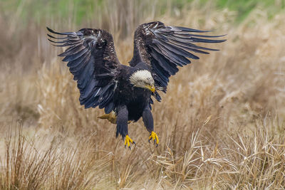 Bald eagle ready to land