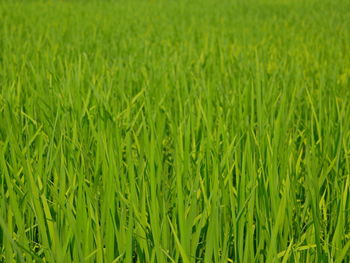 Full frame shot of corn field