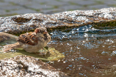 Bird perching on a lake