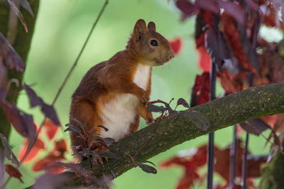 Close-up of squirrel on tree