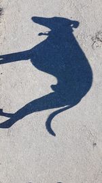 Shadow of person on road in city