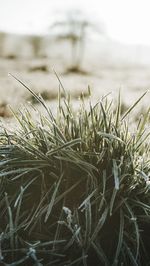 Close-up of grass on field against sky