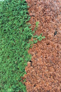 High angle view of plant growing on field