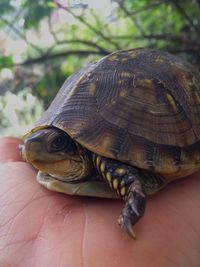 Close-up of human hand holding turtle