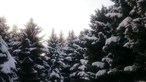 Pine trees in forest during winter