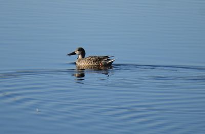 Duck swimming in lake