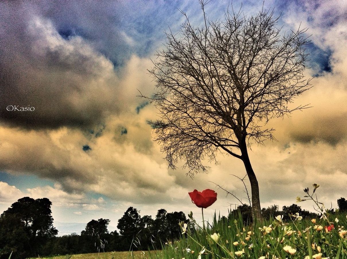 sky, cloud - sky, tree, cloudy, beauty in nature, growth, flower, nature, field, cloud, tranquility, tranquil scene, scenics, overcast, branch, landscape, freshness, bare tree, low angle view, plant