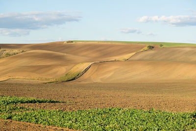 Scenic view of agricultural field against sky