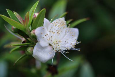 Close-up of white flowering plant