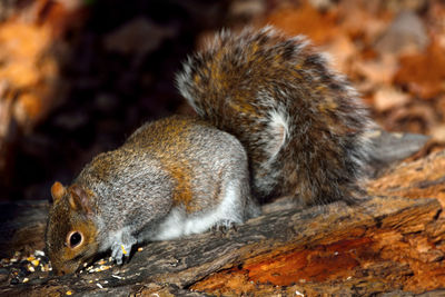 Close-up of squirrel