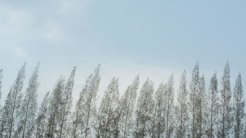 Low angle view of plants on snow covered field against sky