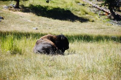 View of a horse on field