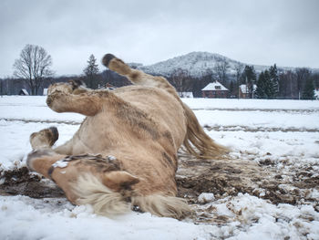 Horse on snow covered field