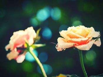 Close-up of flower blooming outdoors