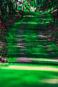 Blurred motion of trees on footpath