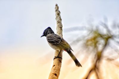 Close-up of bird perching on branch