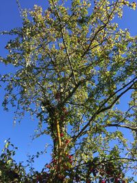 Low angle view of trees against sky