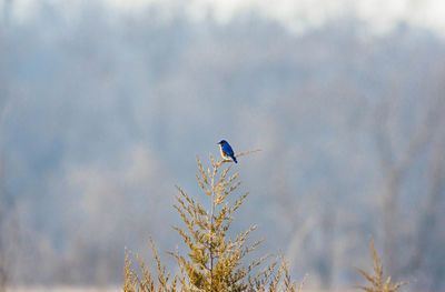 Low angle view of bird perching on a tree