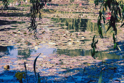 Reflection of trees in pond