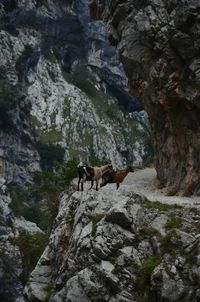 Low angle view of horse on cliff