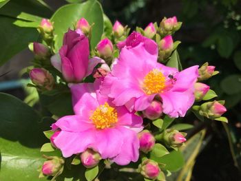 Close-up of pink flowers blooming outdoors