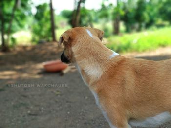 Close-up of dog