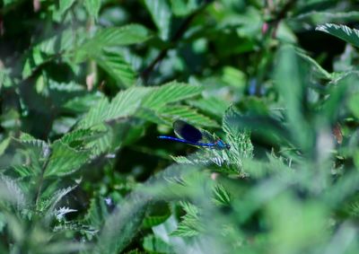 Close-up of insect on plant