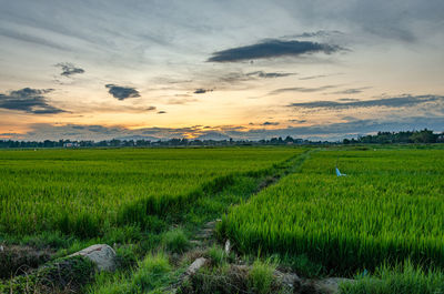 Scenic view of agricultural field against sky during sunset