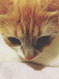 Close-up portrait of a cat