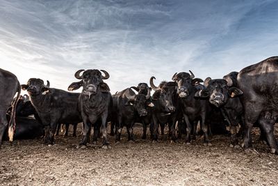 Buffaloes standing on land against sky