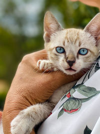 Close-up of hand holding cat