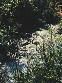 Plants against trees