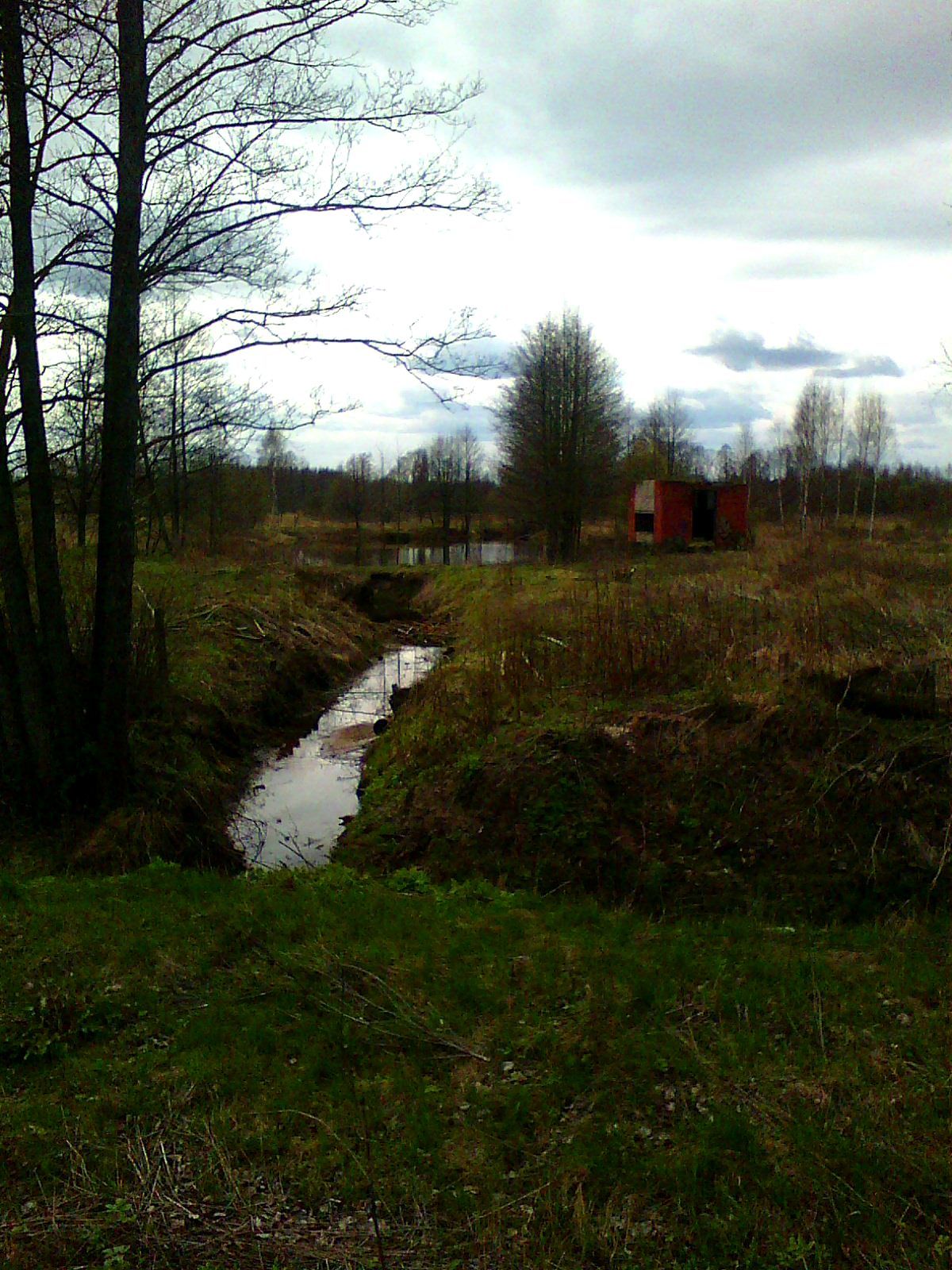 Chernobyl forrest