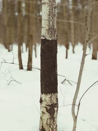 Close-up of wooden post on snow covered land