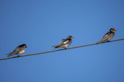 Low angle view of birds perching on cable against clear blue sky