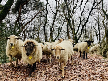 Flock of sheep 