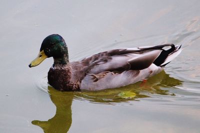 Side view of duck swimming in lake