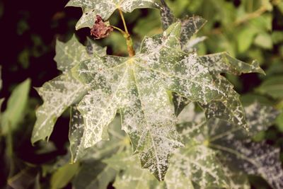 Close-up of frozen plant during winter