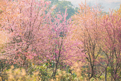 Pink cherry blossom trees during autumn