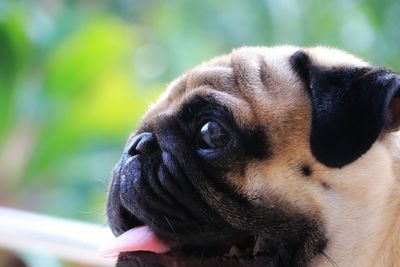 Close-up of a dog