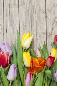 Close-up of tulips
